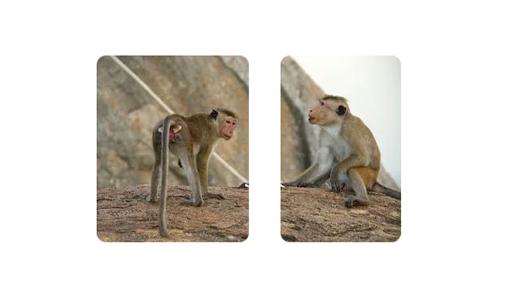 PP Couple Terpisah Monyet Membokongi